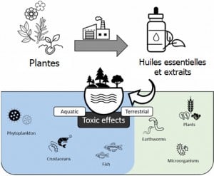 risques pour l'environnement des huiles essentielles