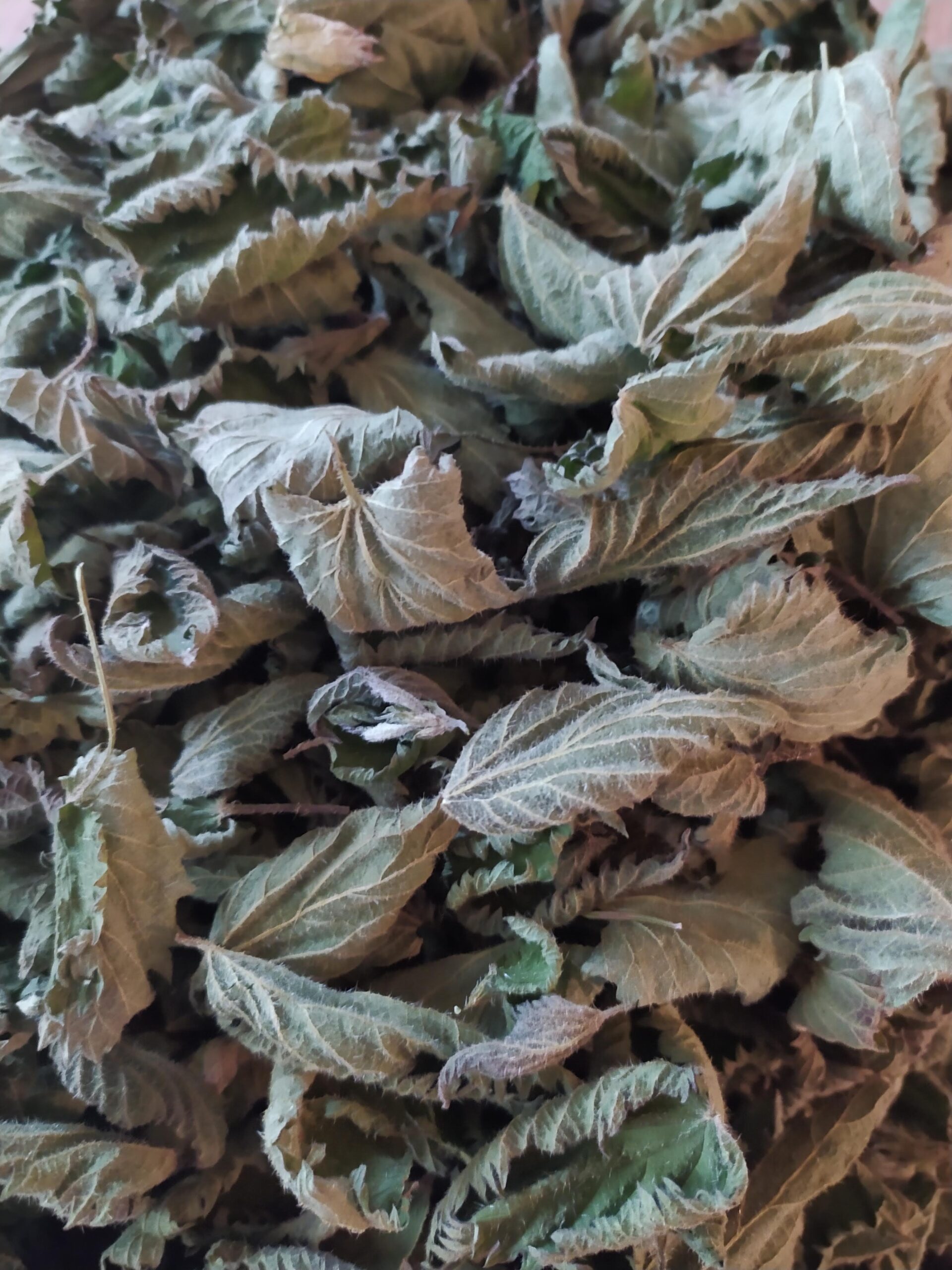 Ortie plante reminéralisante de la grossesse feuilles entières