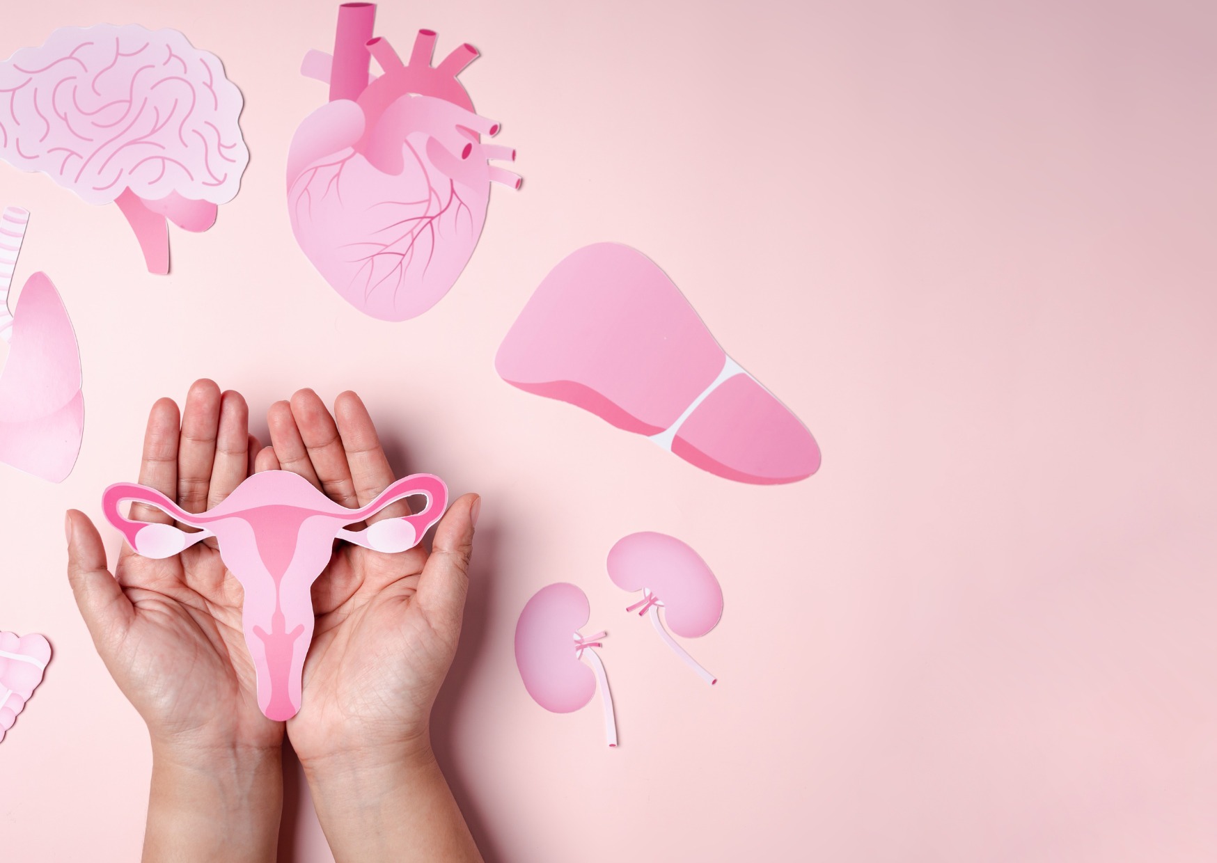 cycle menstruel organes cycle menstruel organes saisons