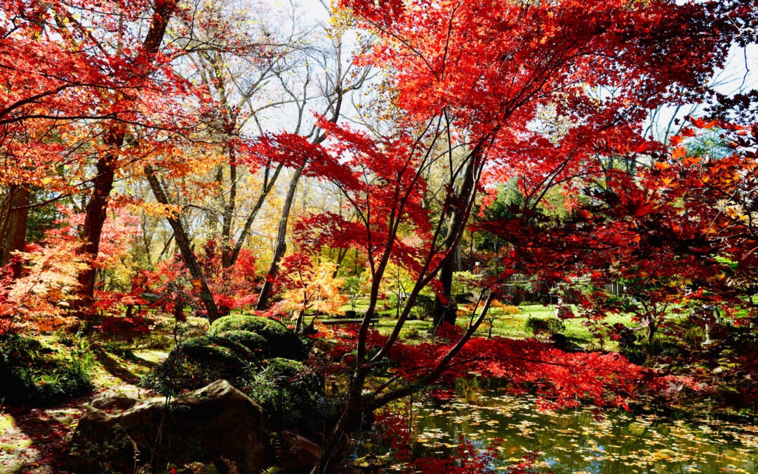 automne préménopause